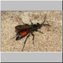 Evagetes alamanicus - Wegwespe m001b 8-9mm - OS-Wallenhorst-Sandgrube-det.jpg